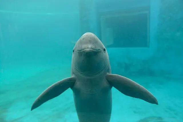 Data map of finless porpoise. Photo courtesy of Institute of Aquatic Sciences, Chinese Academy of Sciences